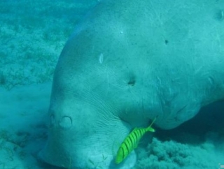 Encuentros increíbles 